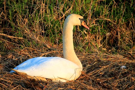 Bird nature animal world