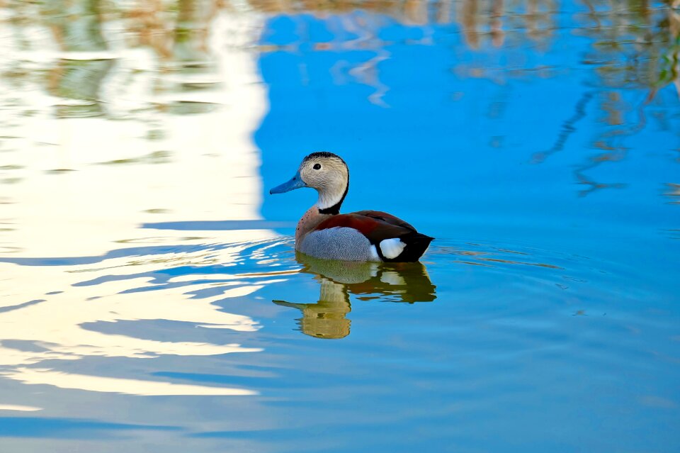 Animal wild wildlife
