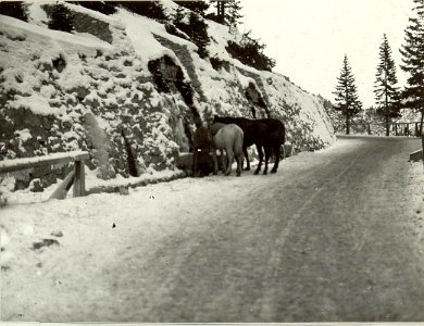 Pferdetränke an der Straße zwischen Riml- und Fosshütte nach der Serpentine Nro.3. (BildID 15464439)