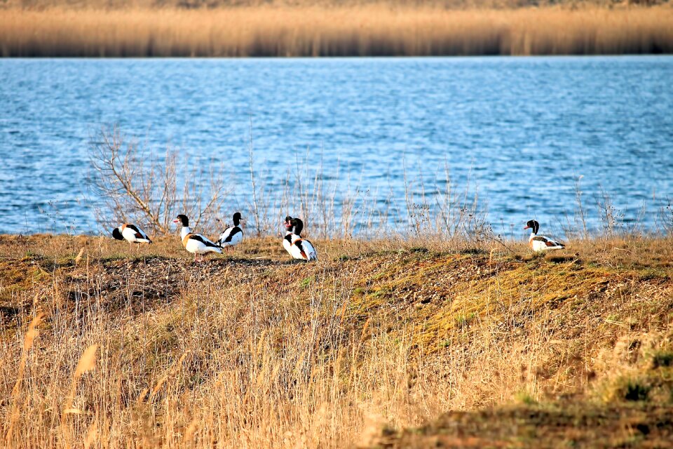 Lake reed landscape