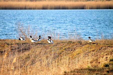 Lake reed landscape