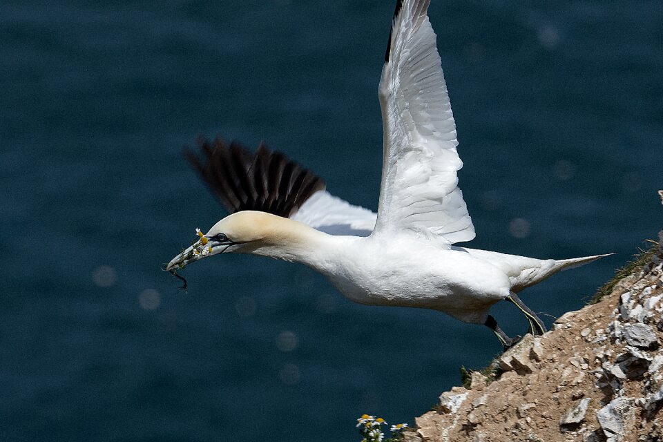 Gannet seabird water