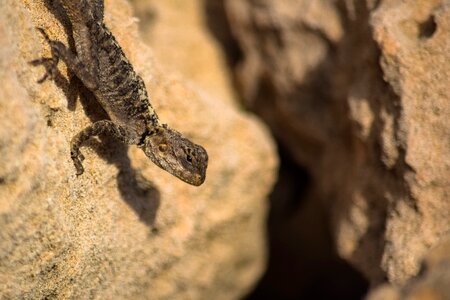 Outdoors wildlife stellagama stellio cypriaca