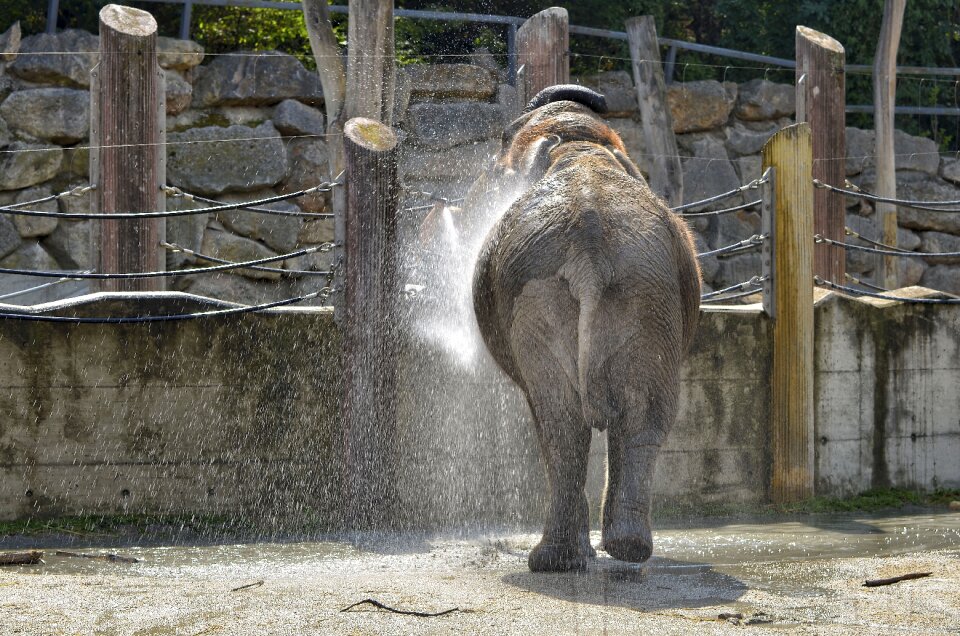 Swim animals pachyderm