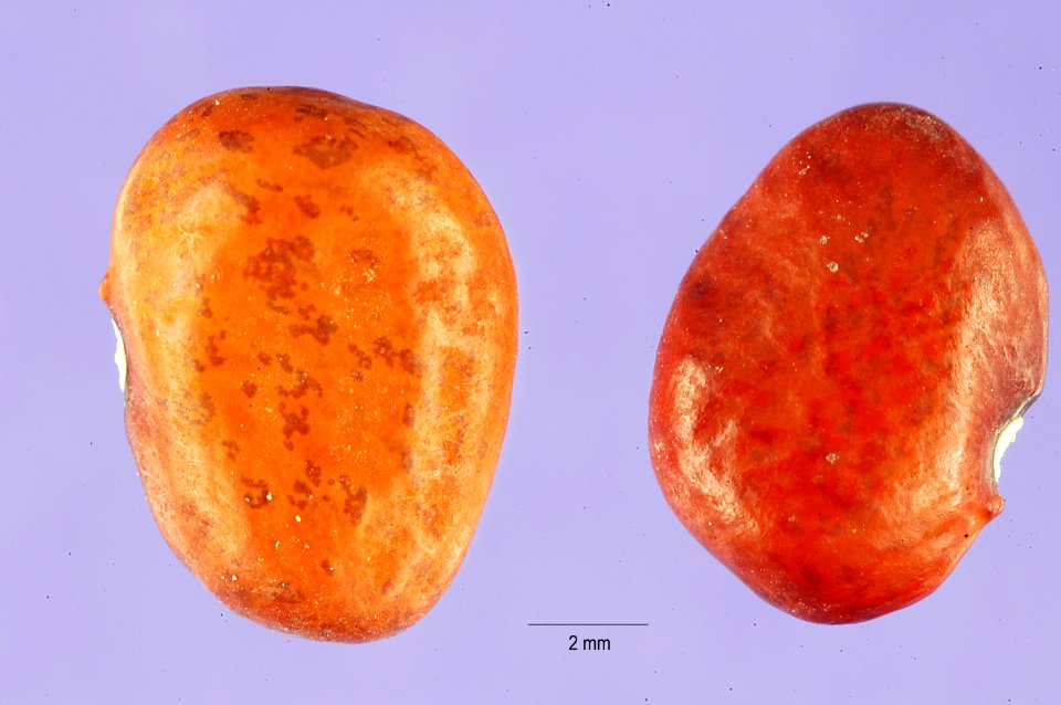 Phaseolusacutifolius