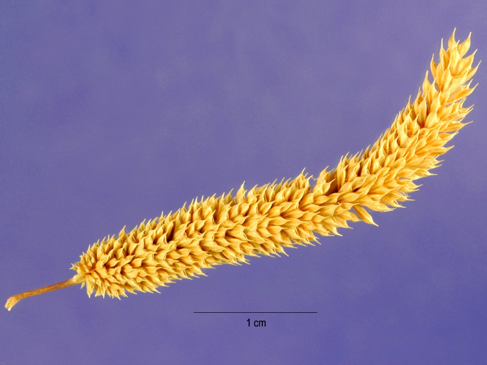 Phleum paniculatum ARS-1
