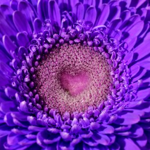Plant flower color