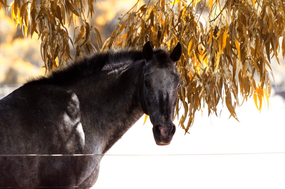 Appaloosa grey portrait