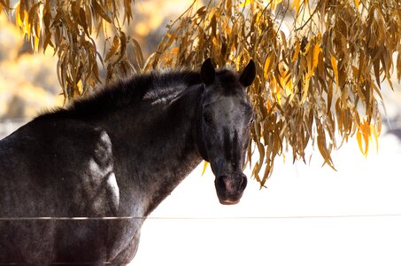 Appaloosa grey portrait