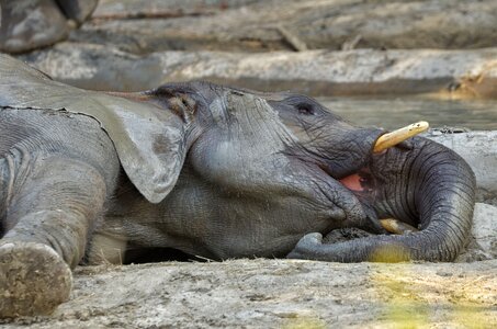 Concerns animals pachyderm