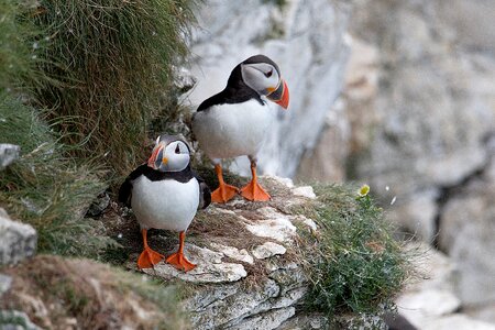 Puffins nature seabird