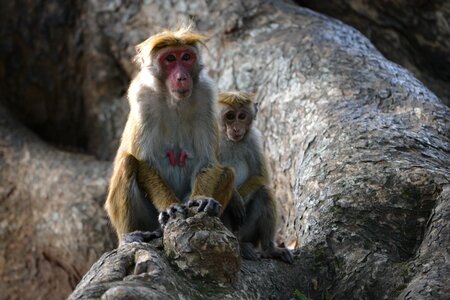 Wildlife nature wild