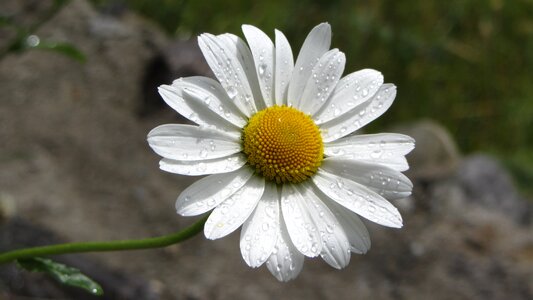Summer garden marguerite
