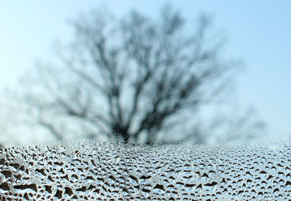 Winter january bare trees