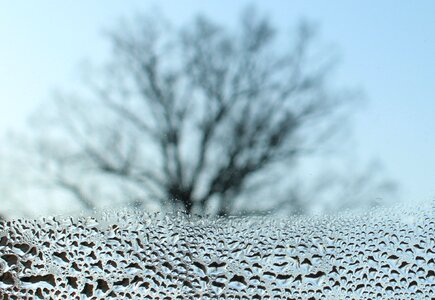 Winter january bare trees photo