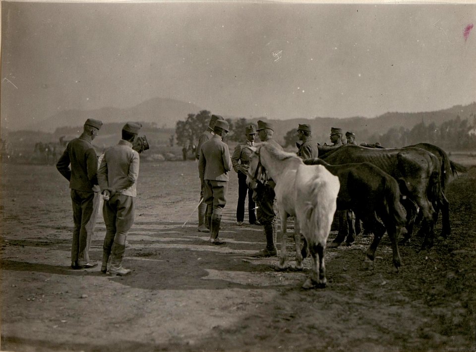 Pferdeklassifikation in Klagenfurt. (20-6.1917.) (BildID 15799398)