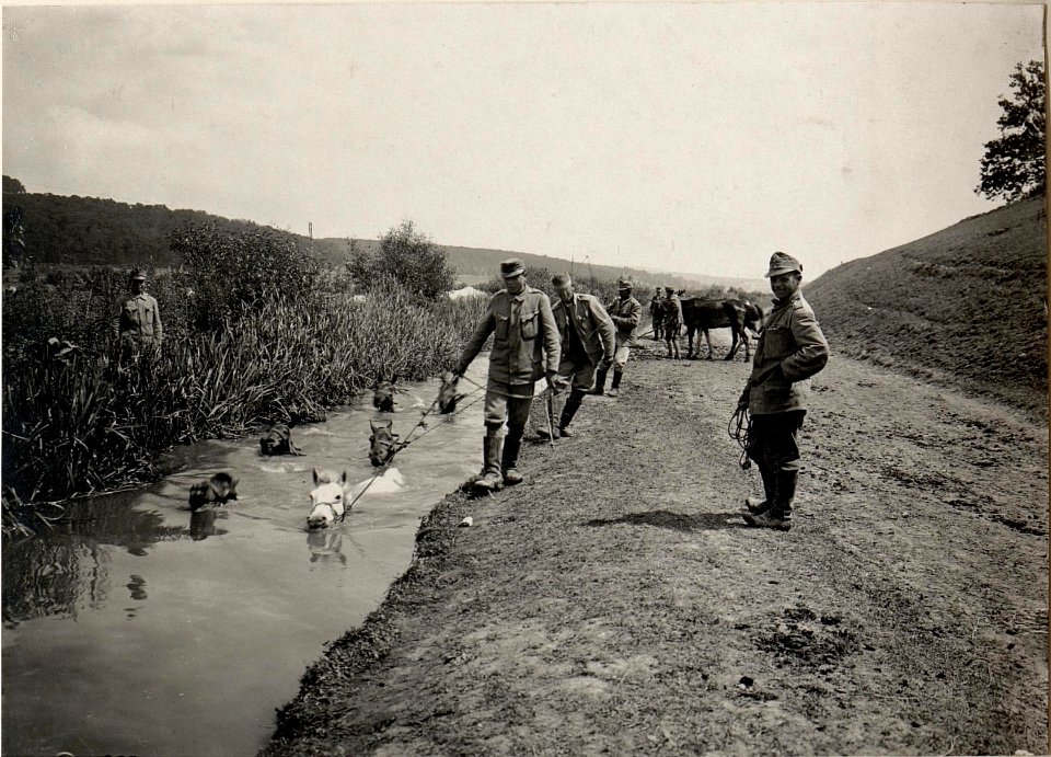 Pferdeschwimmbad (BildID 15529423)