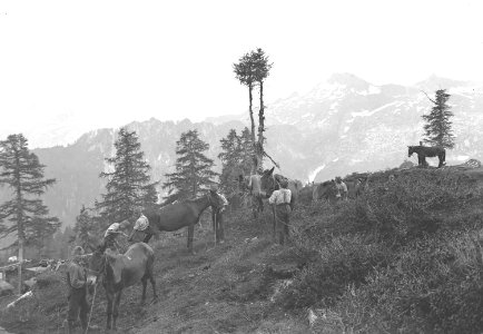 Pflege der Maultiere. Hufschmied - CH-BAR - 3239845