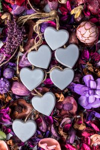 Lavender love nature