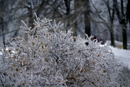 Season nature frozen photo