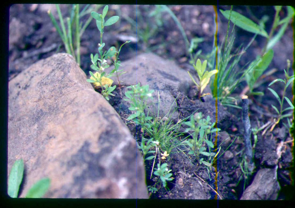 Phacelia minutissima plants in SW Idaho 5