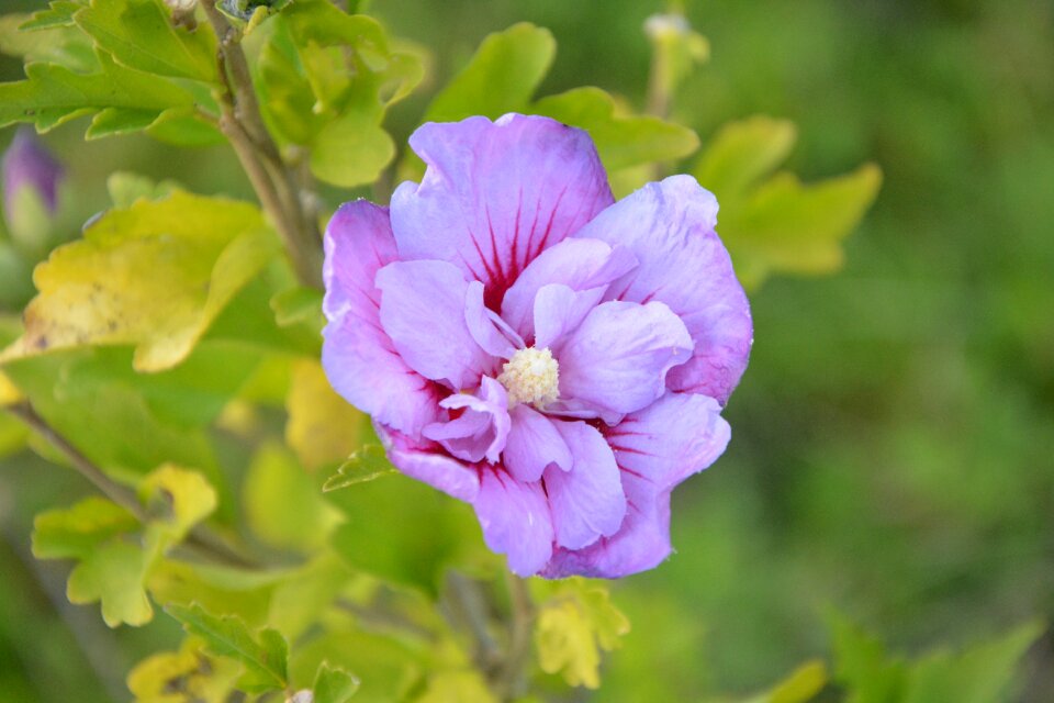 Plant plants flowered color purple