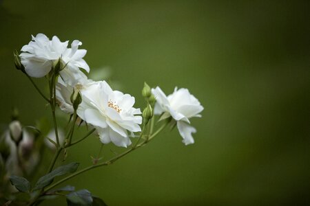 Bloom white rose way of the roses