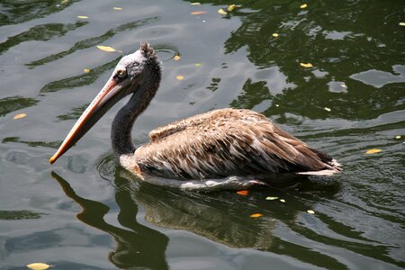 Nature pool animal