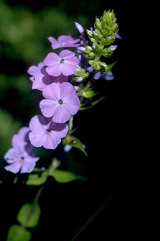 Phlox maculata NRCS-1