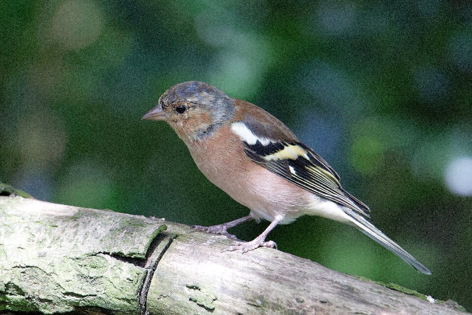 Chaffinch wildlife bird