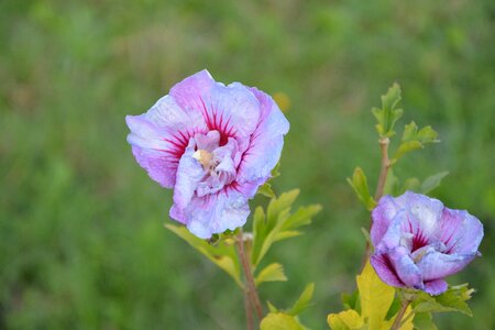 Violet nature shrub photo