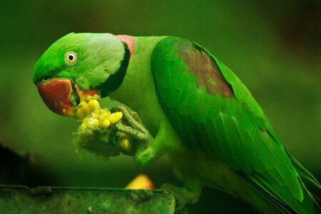 Eating parrot green rose