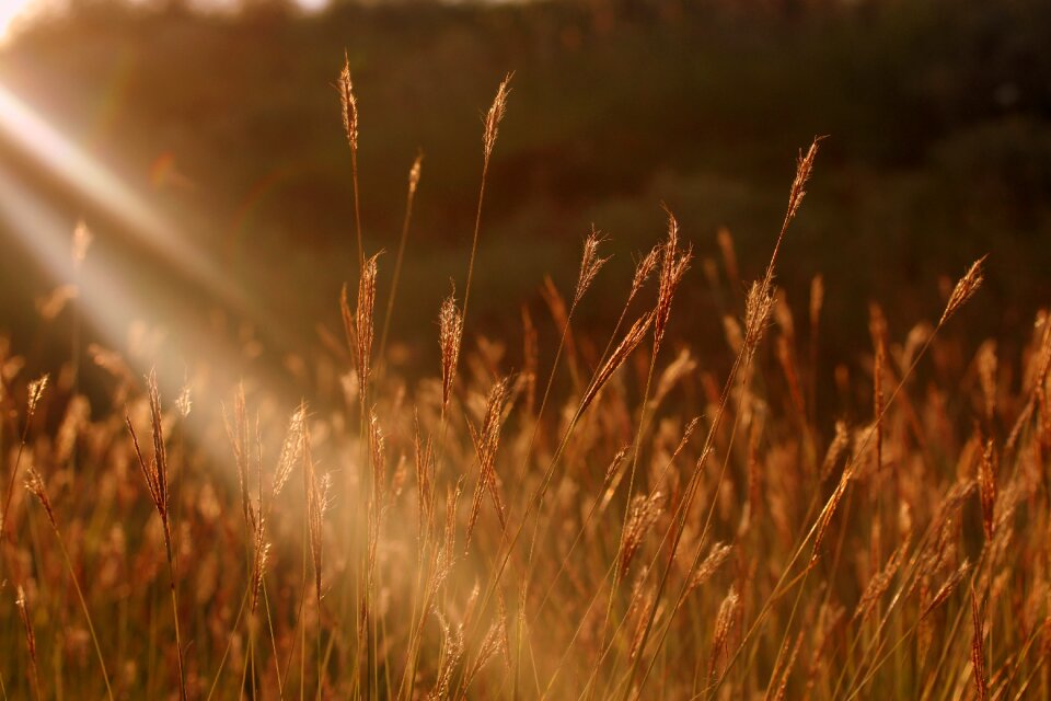 Sunset plant nature