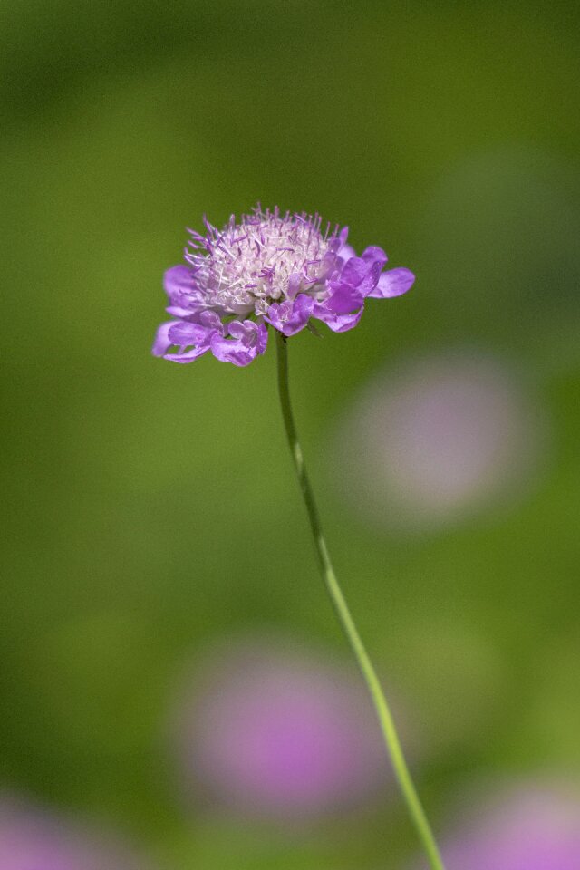 Summer spring stalk