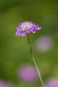 Summer spring stalk