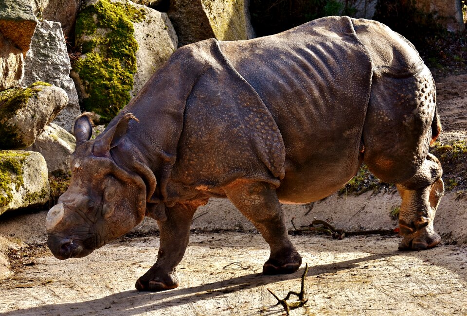 Pachyderm rhinoceros zoo