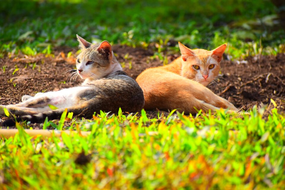 Grass cute mammal