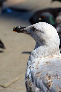 Sea gull beak nature photo