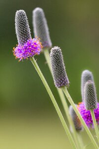 Group pink nature