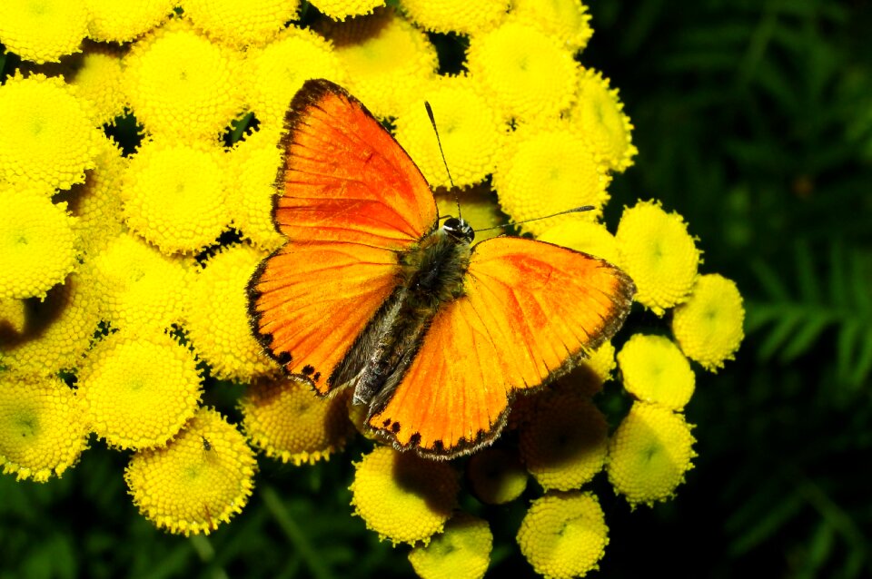 Garden color butterfly day
