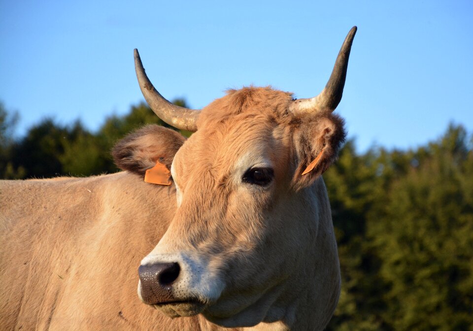 Cattle animals pasture