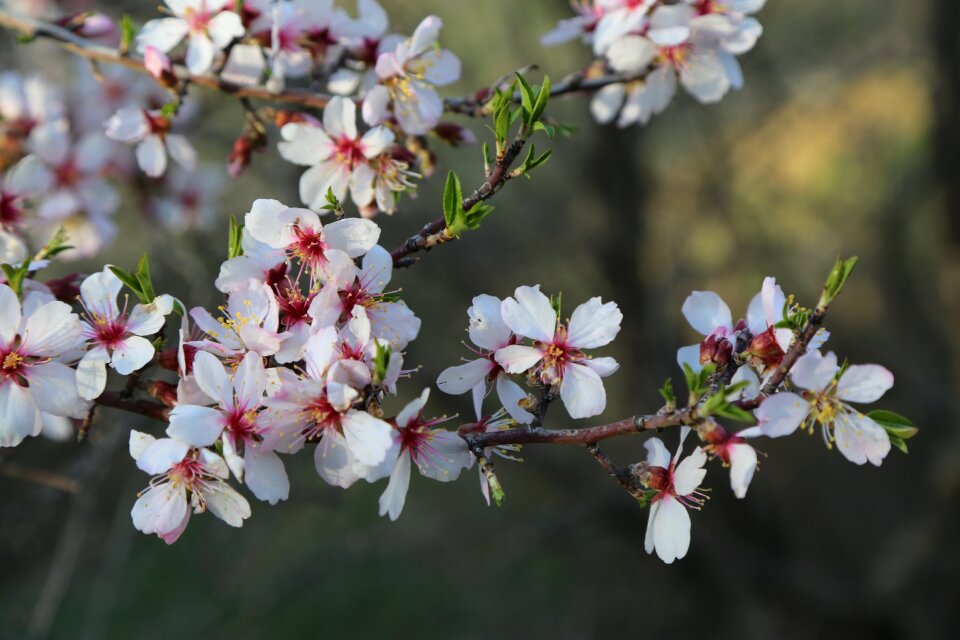 Tree nature plant