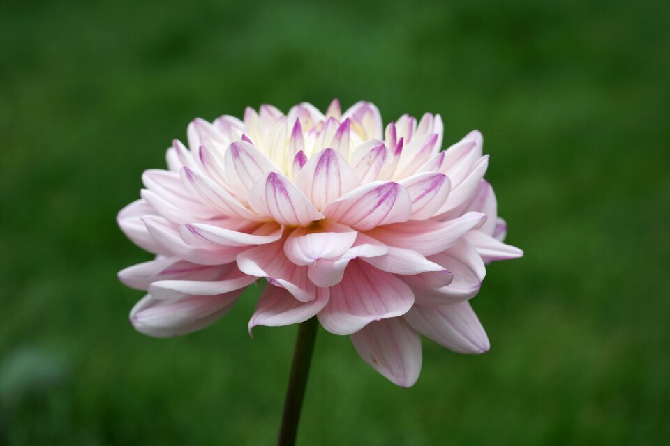 Pink nature blossom