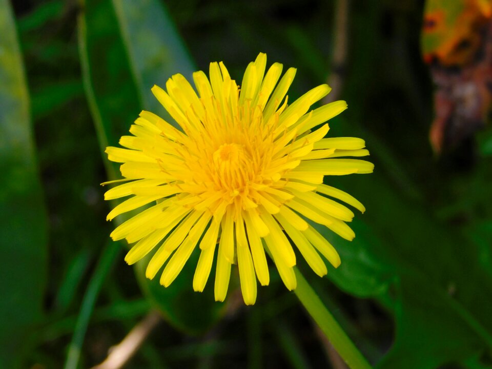Sow-thistle yellow flower spring flower photo