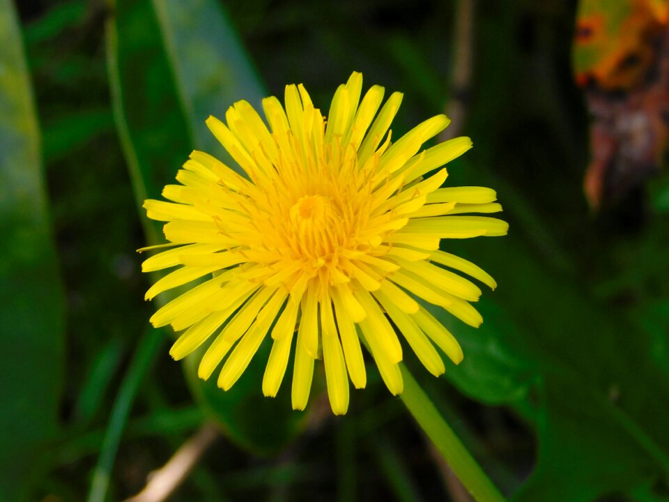 Sow-thistle yellow flower spring flower