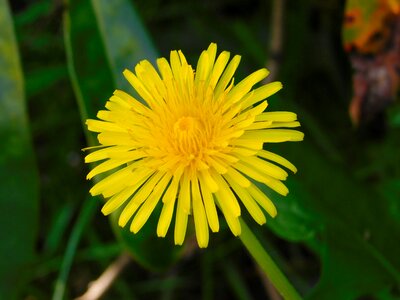 Sow-thistle yellow flower spring flower photo