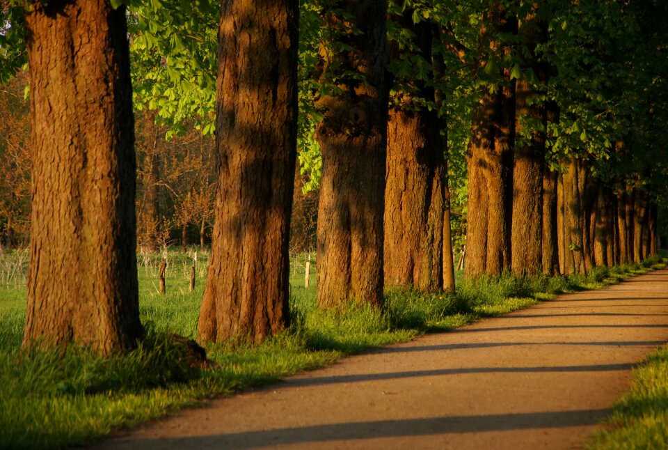 Walk tree lined avenue nature