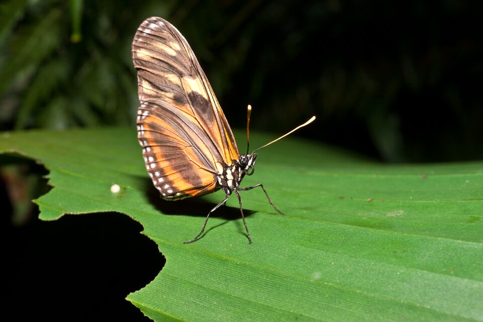 Slightly insect wing