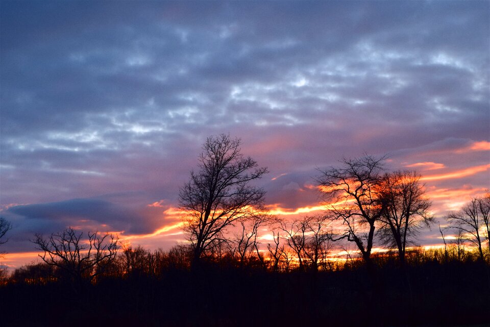Outdoors trees sky