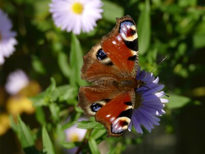 Peacock butterfly butterfly insect